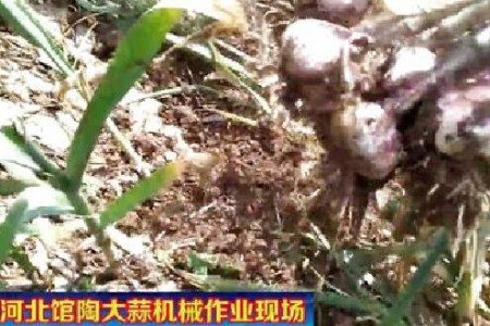 館陶大蒜機械化收獲  促蒜農增收　【拍客：館陶強哥】 ()