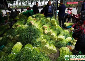 四川德陽(yáng)：蒜苔價(jià)格大幅“縮水” ()