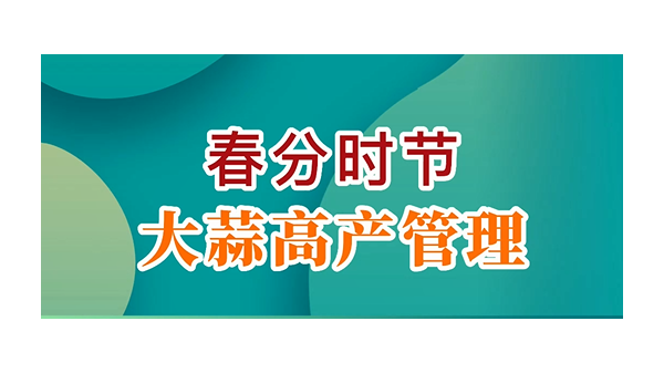 大蒜價格持穩 買賣略顯僵持 (699播放)