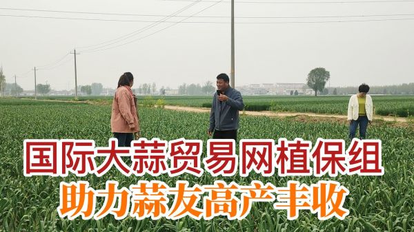 國際大蒜貿易網植保組助力蒜友高產豐收 (708播放)