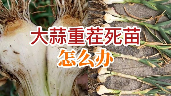 大蒜重茬死苗怎么辦 (768播放)