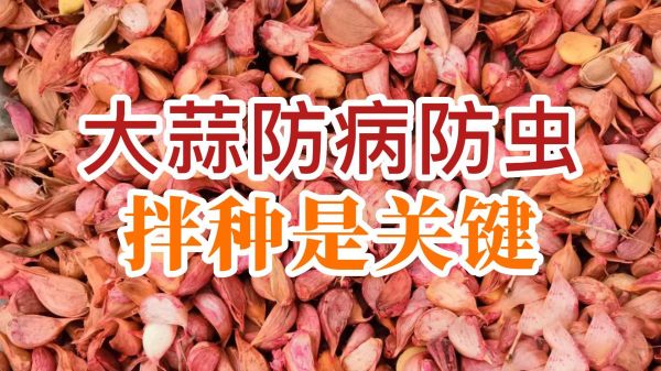 大蒜防病防蟲、拌種是關鍵 (741播放)