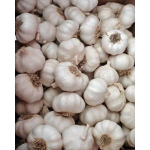 大蒜加工、出口 Garlic Exporter