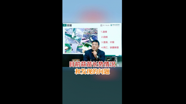 目前蒜苗長勢情況和發現的問題 ()