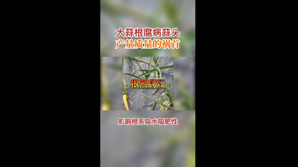 大蒜根腐病蒜頭產量質量的禍首 (416播放)